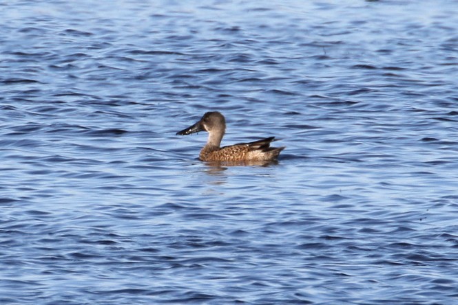 eBird Checklist - 4 Jan 2024 - Pointe-Aux-Chenes Reserve WMA--Boat ...