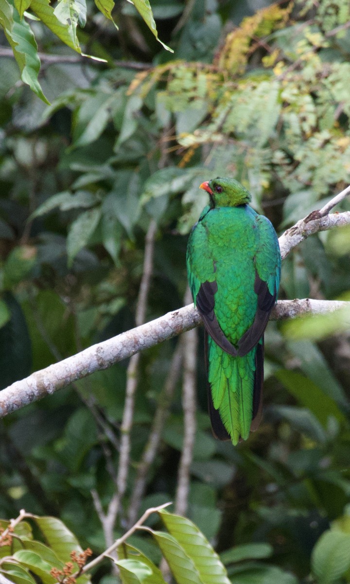 Quetzal Pavonino - ML613122069