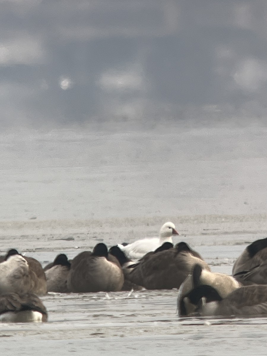 Wisconsin eBird Checklist - 5 Jan 2024 - Christy’s Landing - 4 species