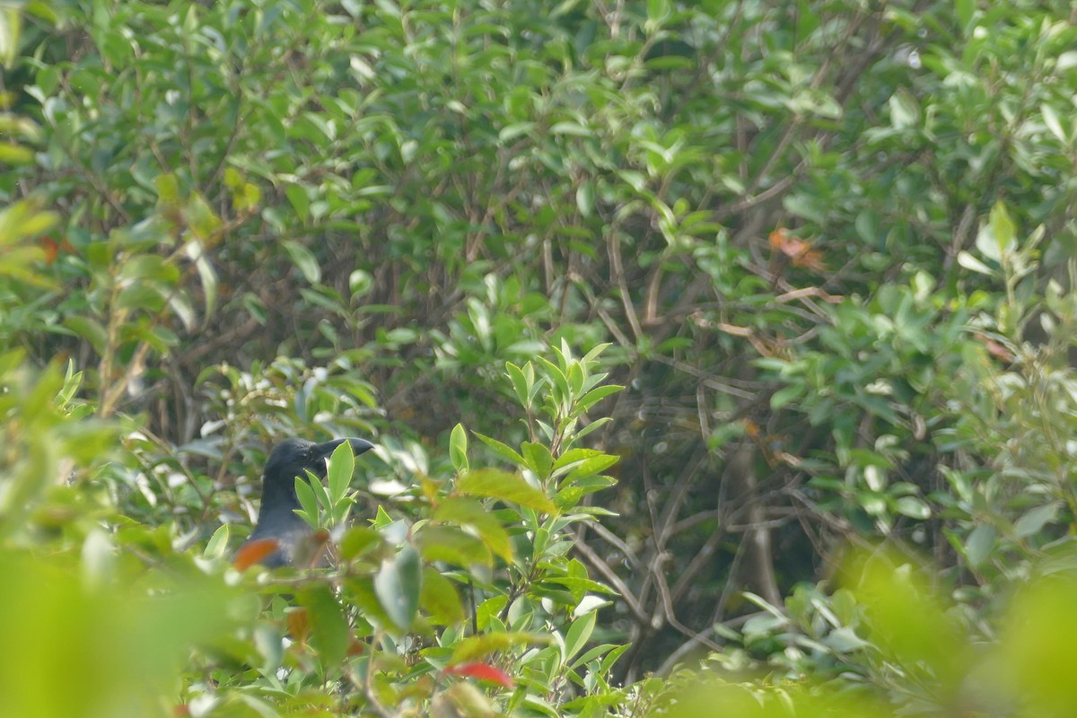 Large-billed Crow - Noë Sauter