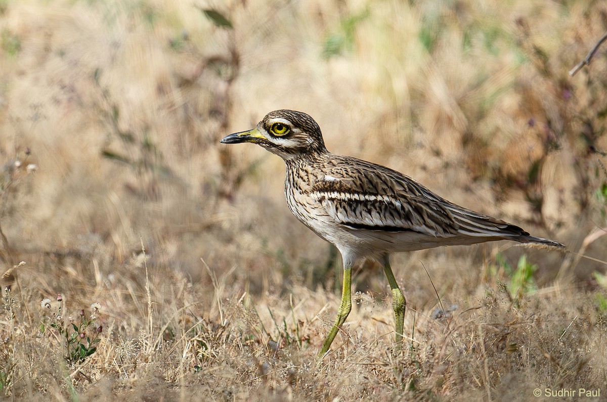 Indian Thick-knee - ML613122485