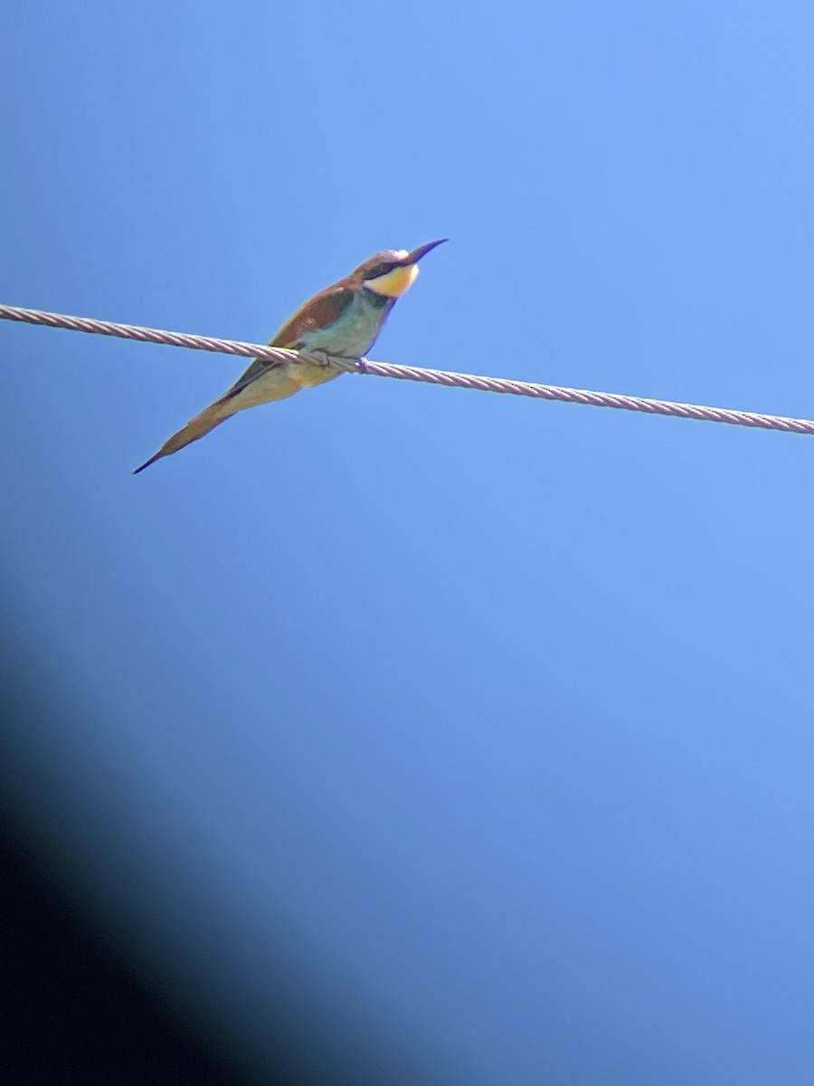 European Bee-eater - Beau Shroyer