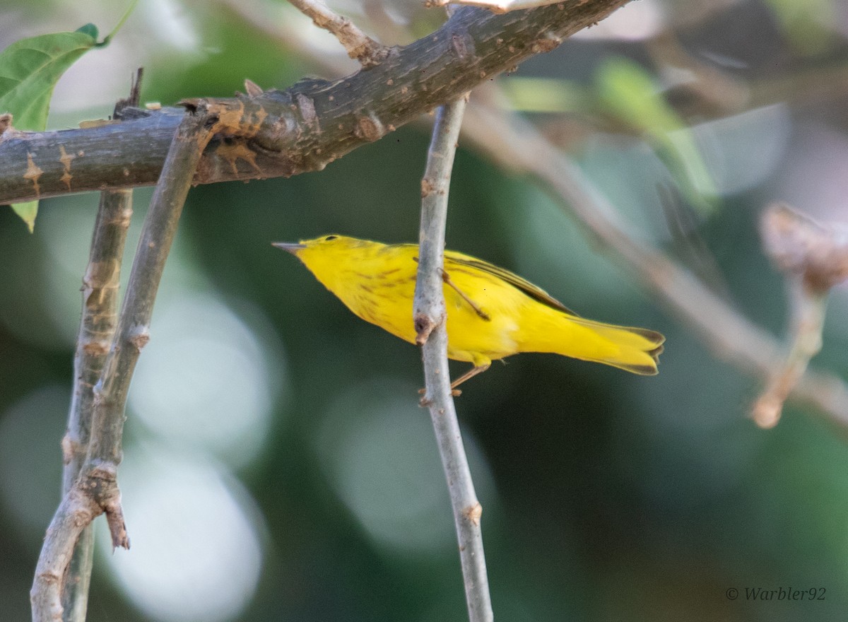 Yellow Warbler - ML613122623