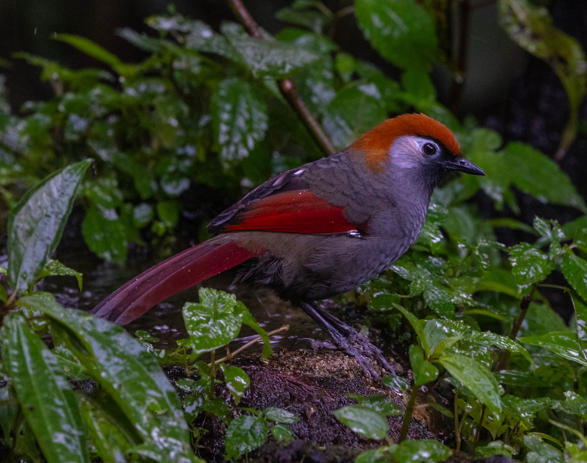 Red-tailed Laughingthrush - David Chang