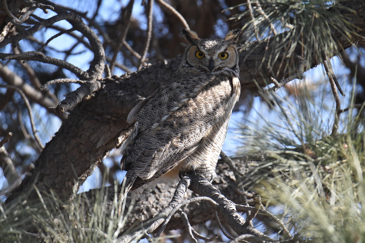 Great Horned Owl - ML613122708