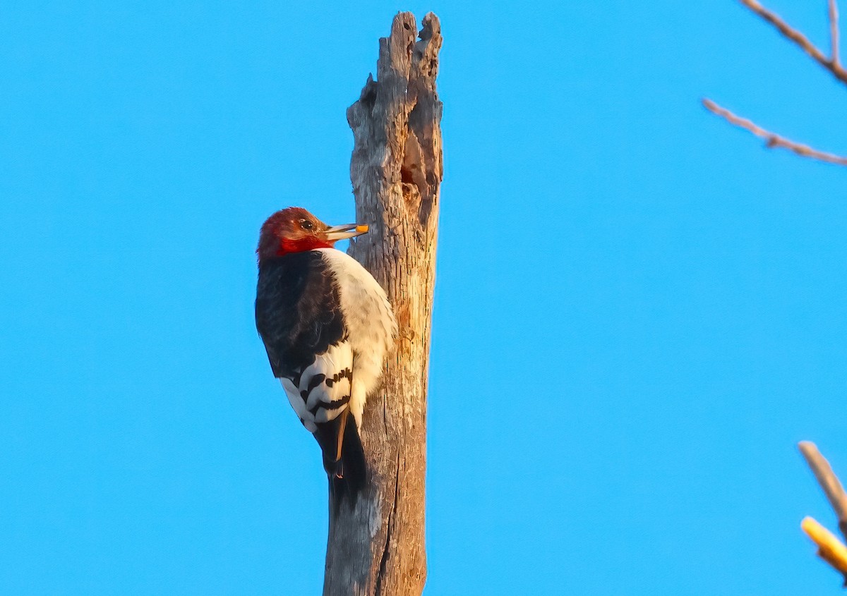 Red-headed Woodpecker - ML613122929