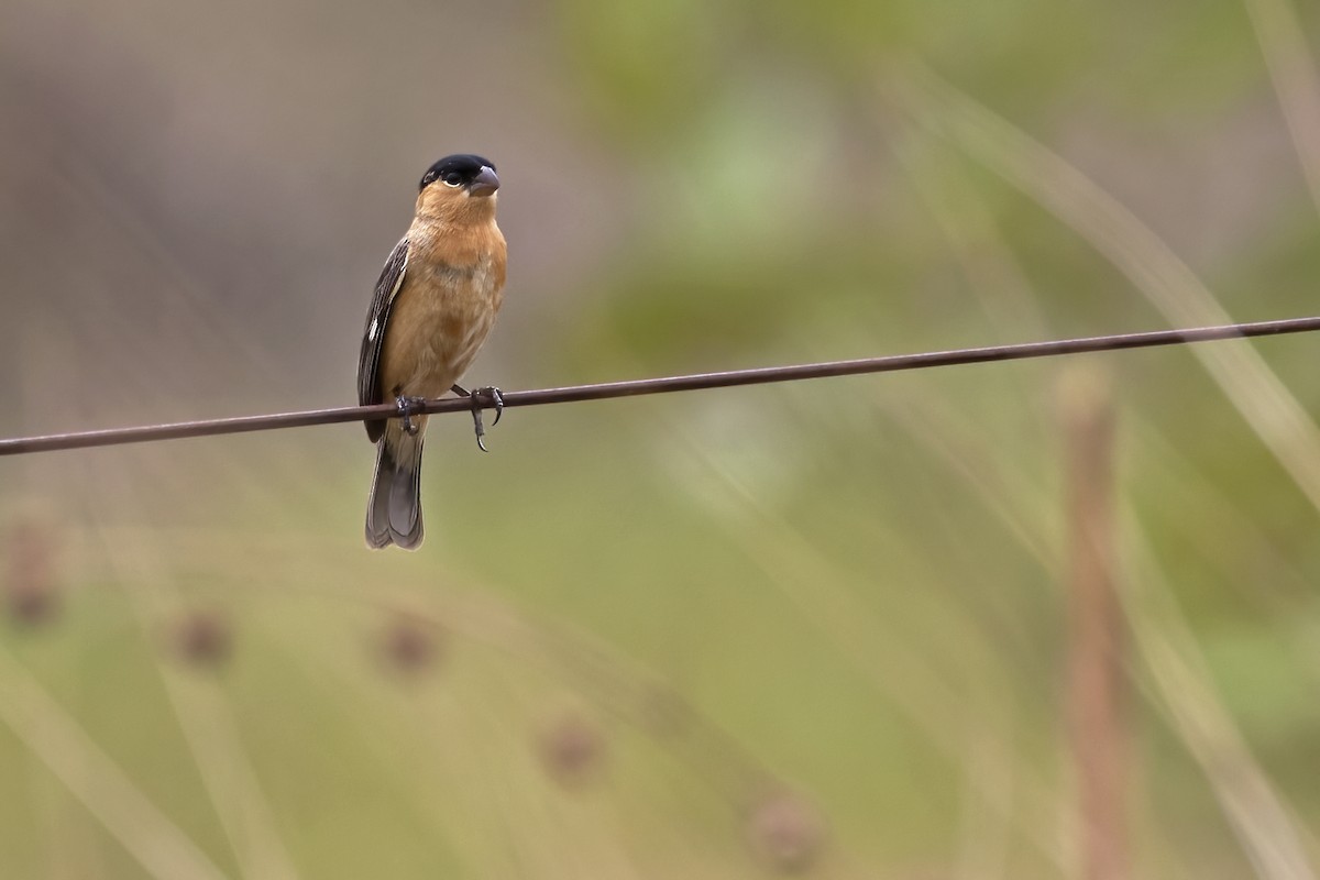 Black-and-tawny Seedeater - ML613123003