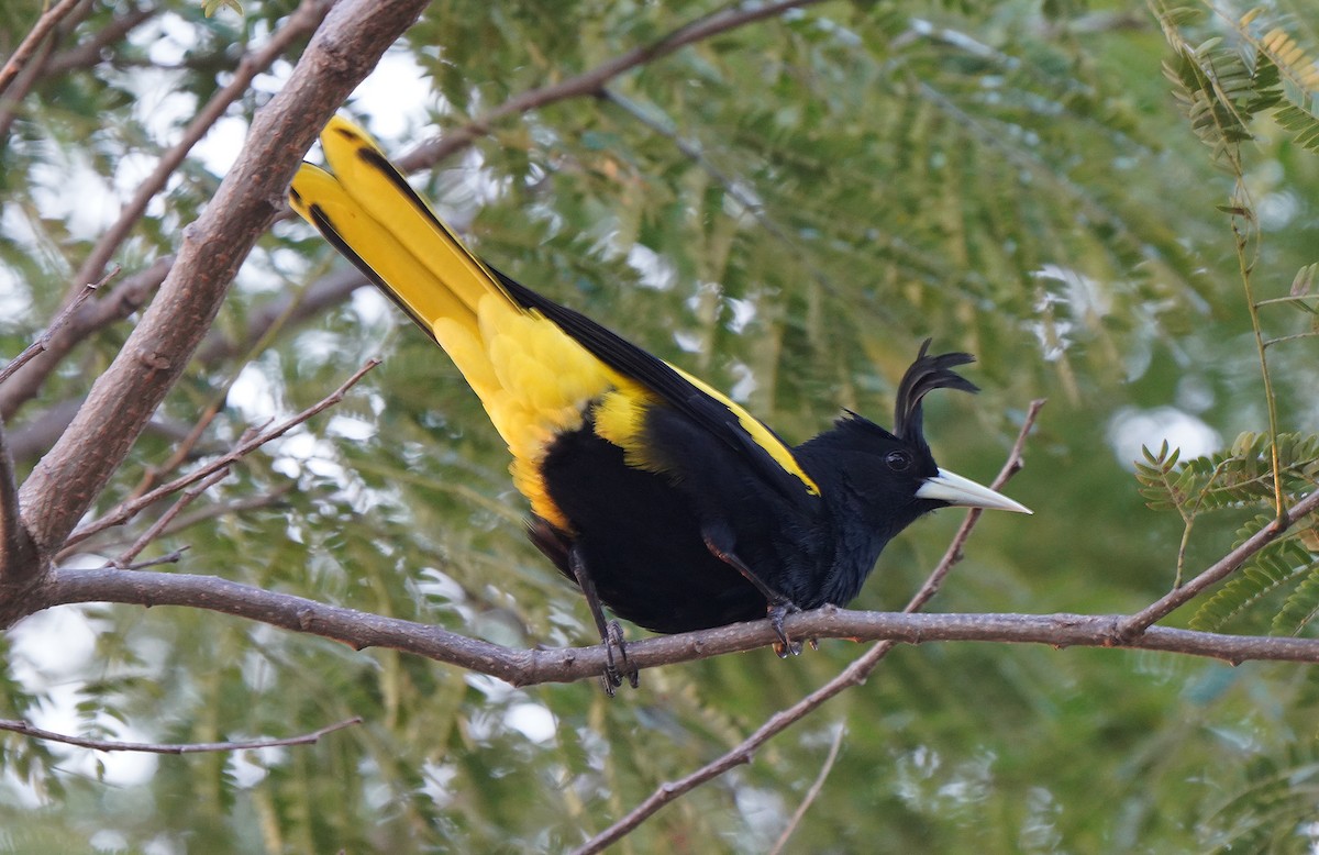 Yellow-winged Cacique - ML613123058