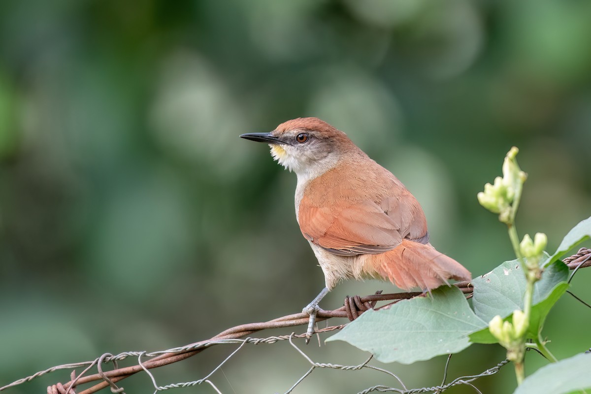 Yellow-chinned Spinetail - ML613123067