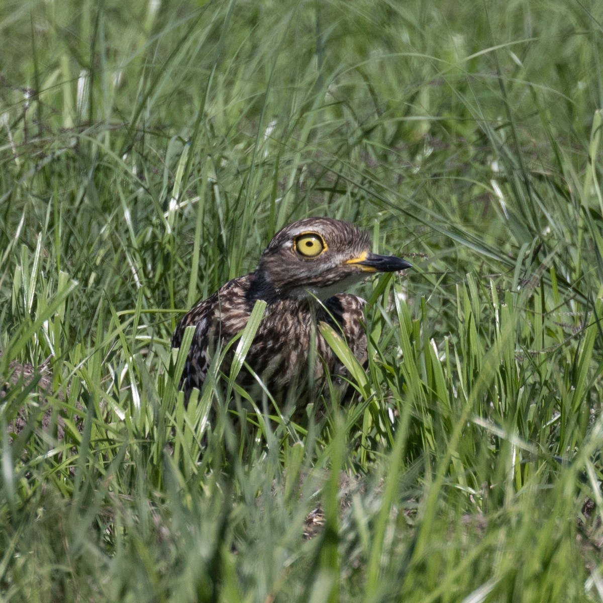 Spotted Thick-knee - ML613123187