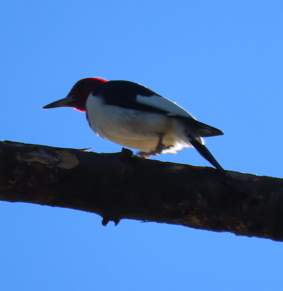 Red-headed Woodpecker - ML613123263