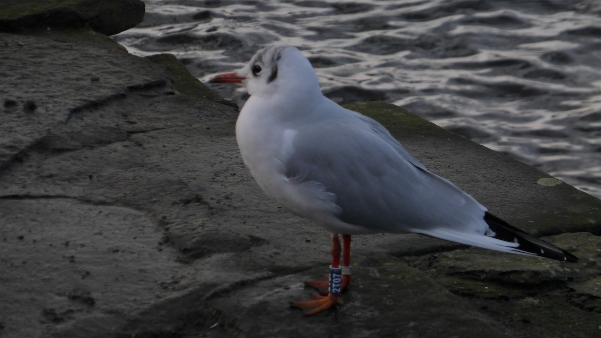 Mouette rieuse - ML613123356