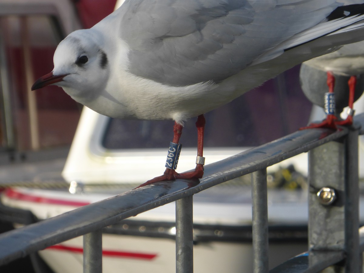 Mouette rieuse - ML613123416
