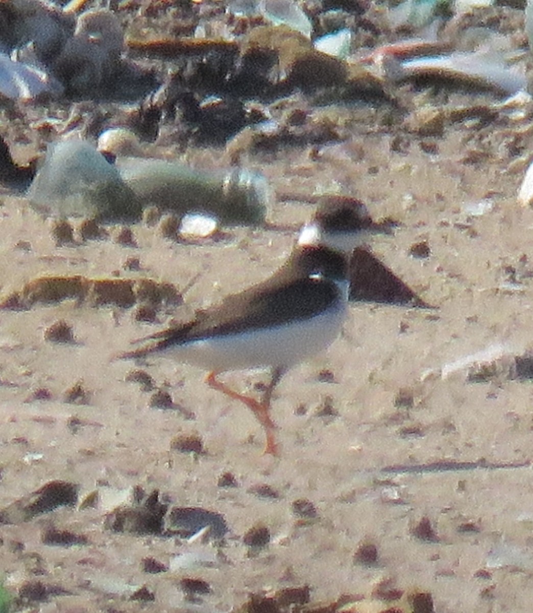 Common Ringed Plover - ML613123477