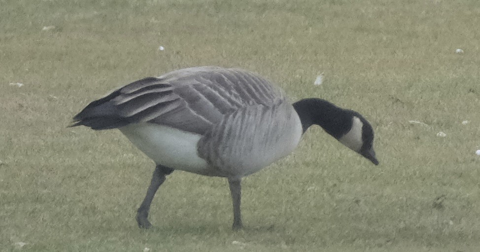Cackling Goose - ML613123515