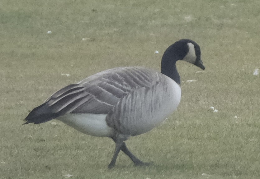 Cackling Goose - ML613123525