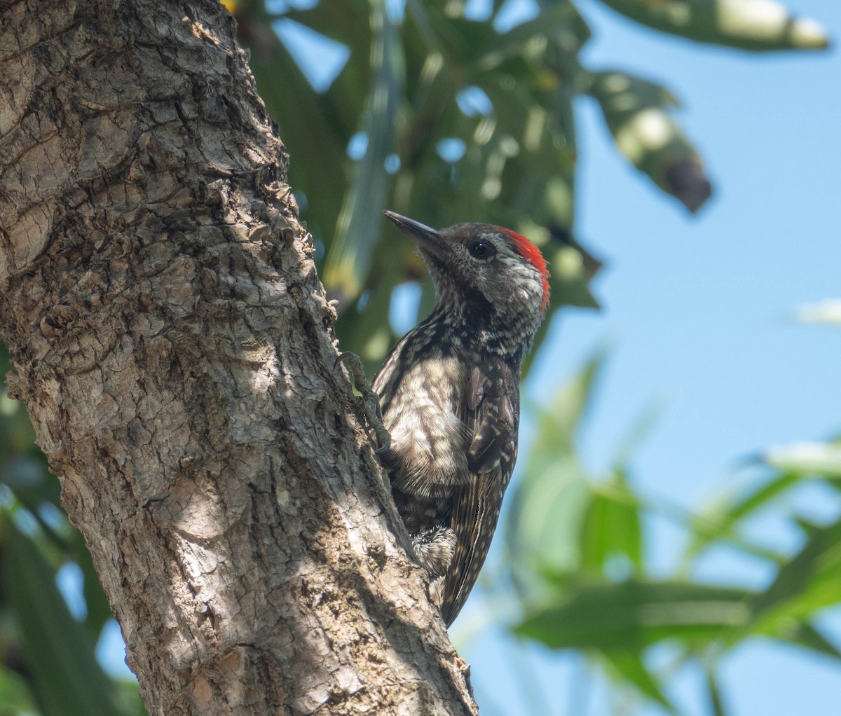 Cardinal Woodpecker - Rhys Gwilliam