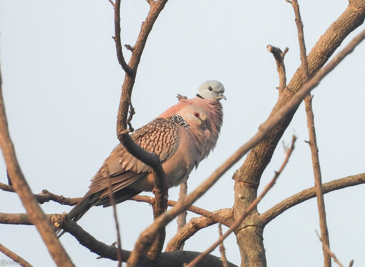 Red Collared-Dove - ML613123590