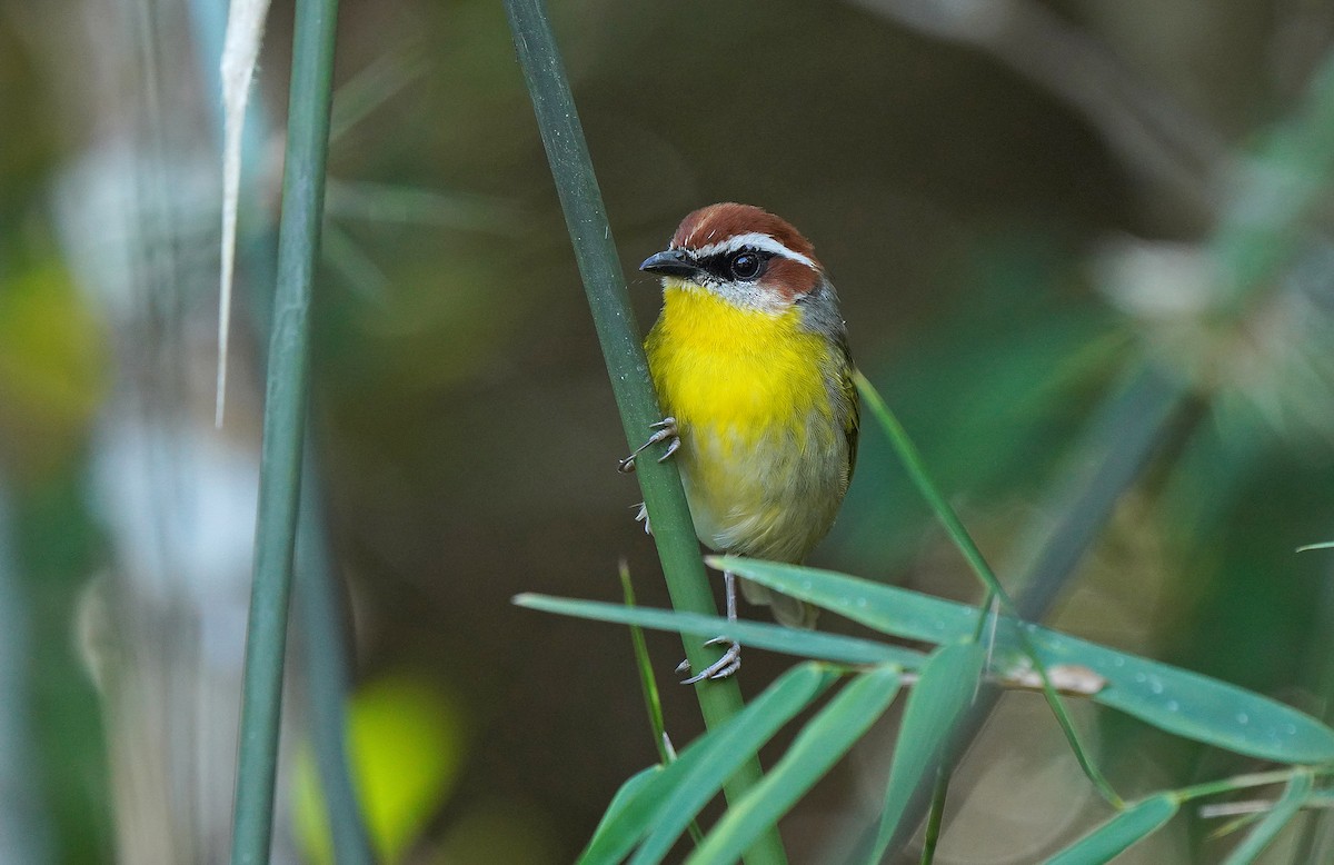 Rufous-capped Warbler - ML613123781