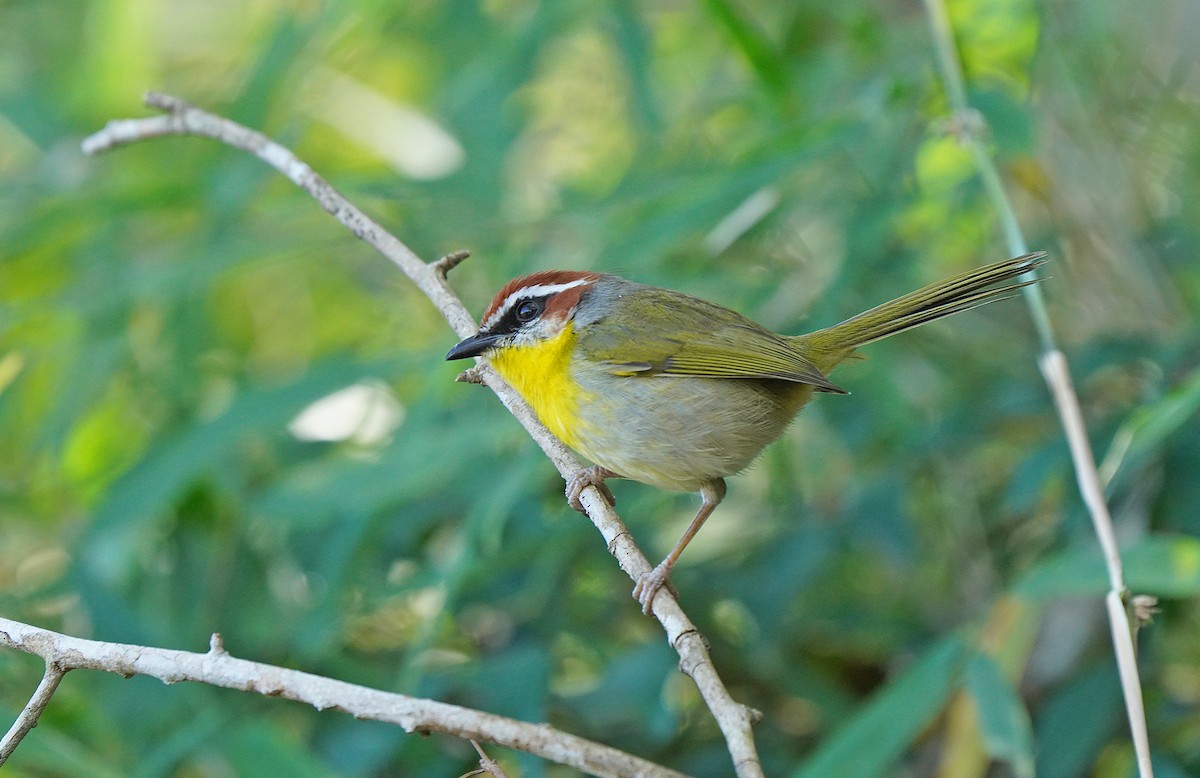 Rufous-capped Warbler - ML613123782