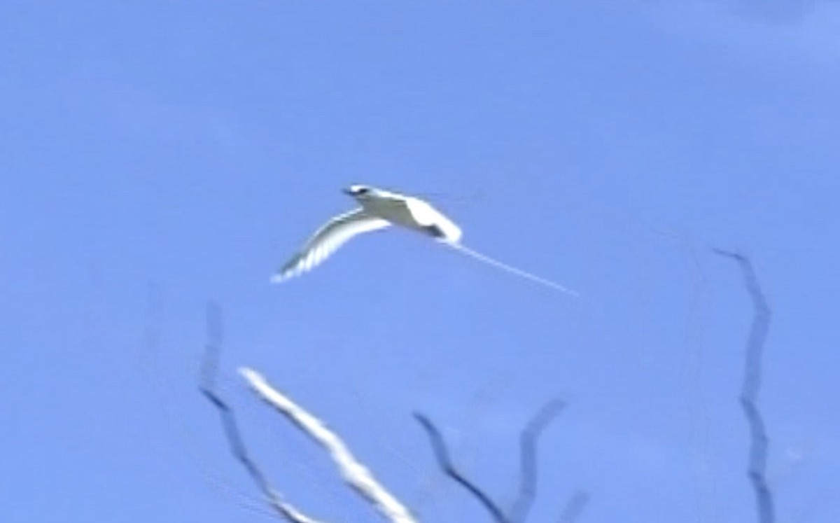 White-tailed Tropicbird (Indian Ocean) - ML613123986