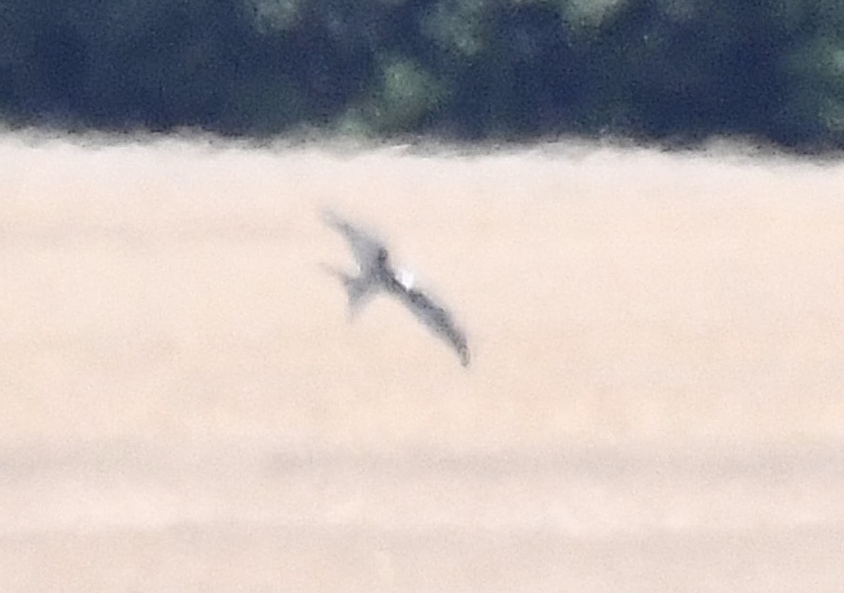 Swallow-tailed Kite - ML613124063