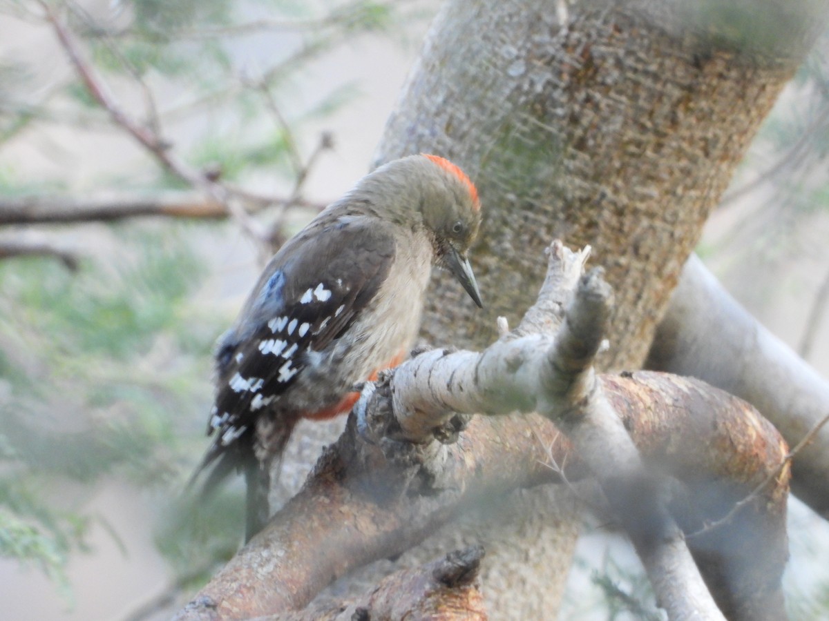 Arabian Woodpecker - ML613124201