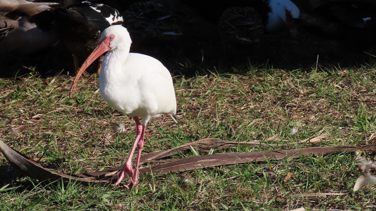 ibis bílý - ML613124254