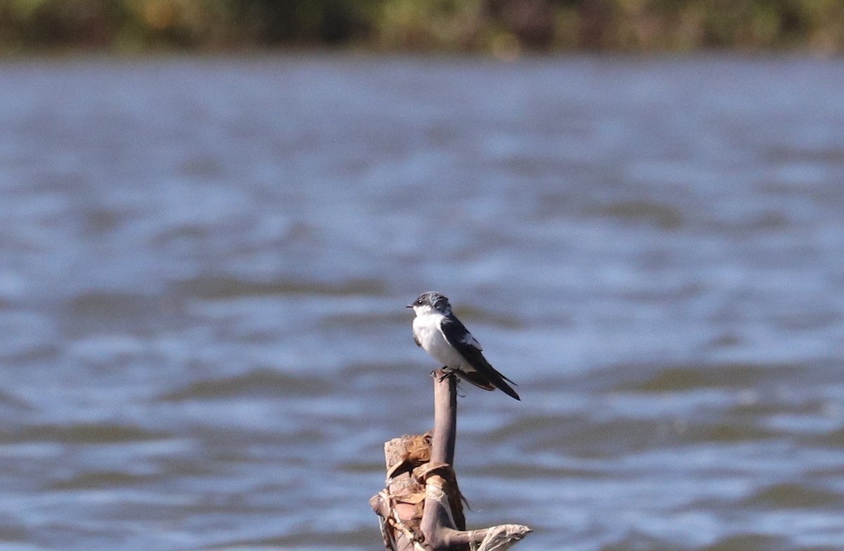 White-winged Swallow - ML613124265