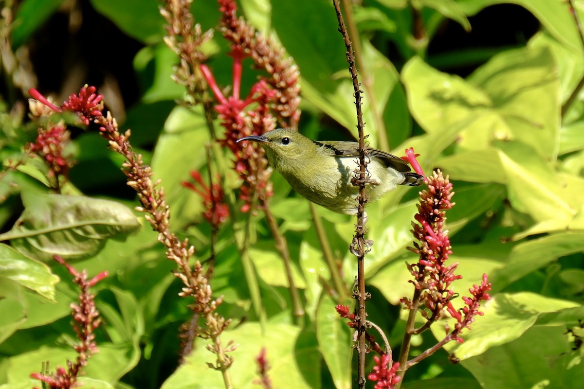 Fork-tailed Sunbird (Fork-tailed) - ML613124497