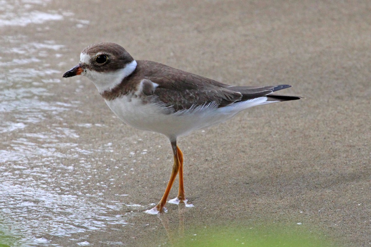 Semipalmated Plover - ML613124649