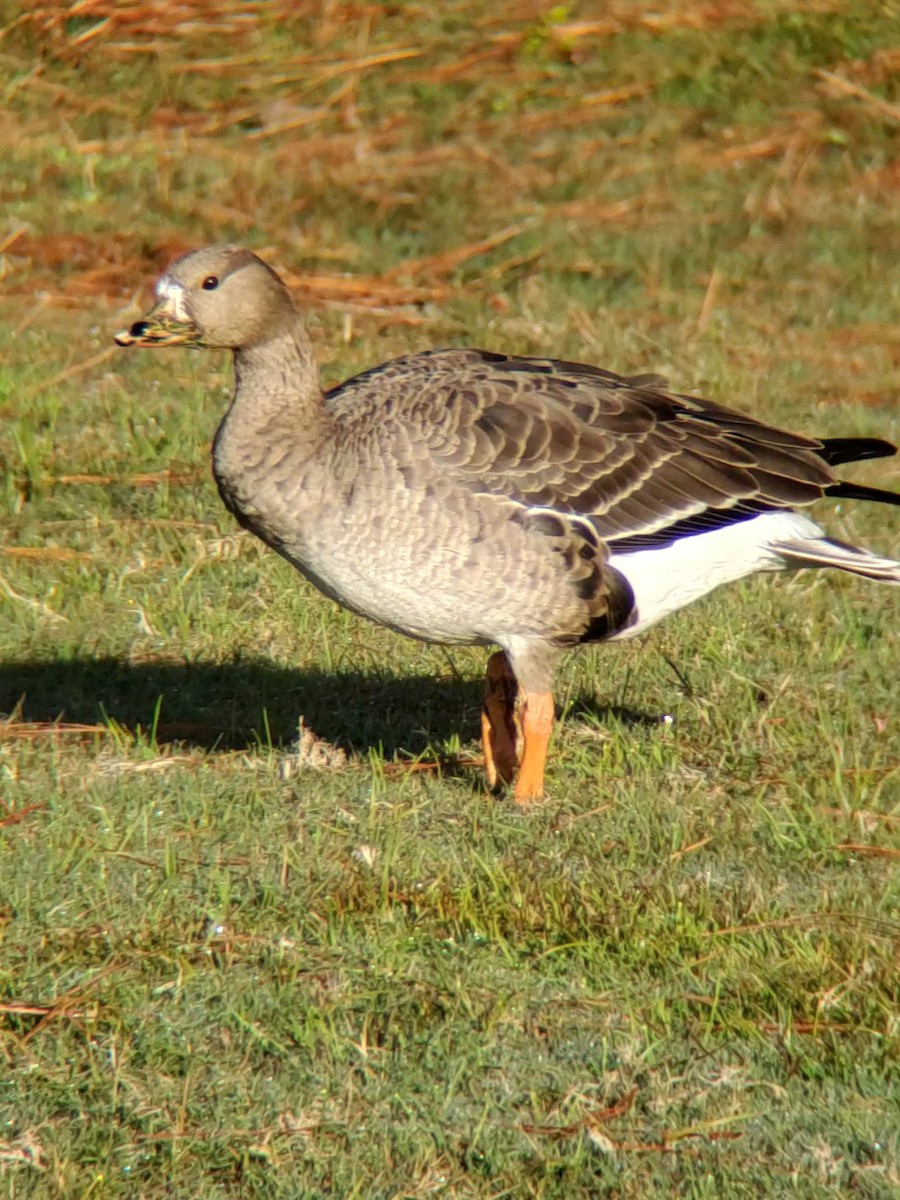 Greater White-fronted Goose - ML613124663