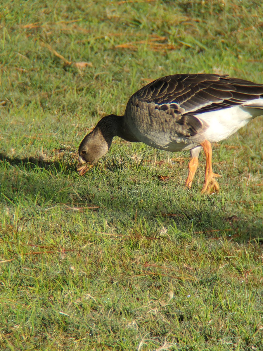 Greater White-fronted Goose - Jane Spinney