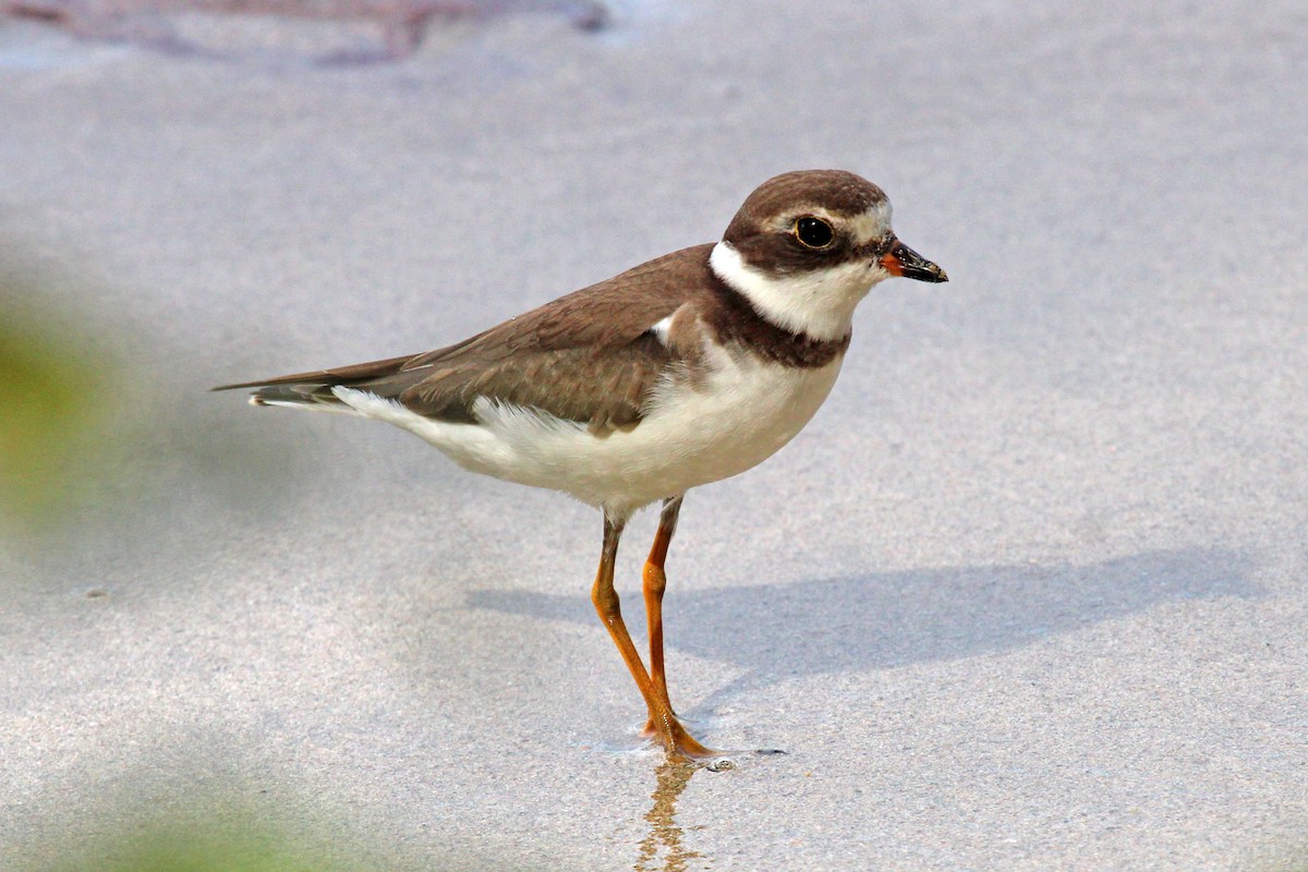 Semipalmated Plover - ML613124852