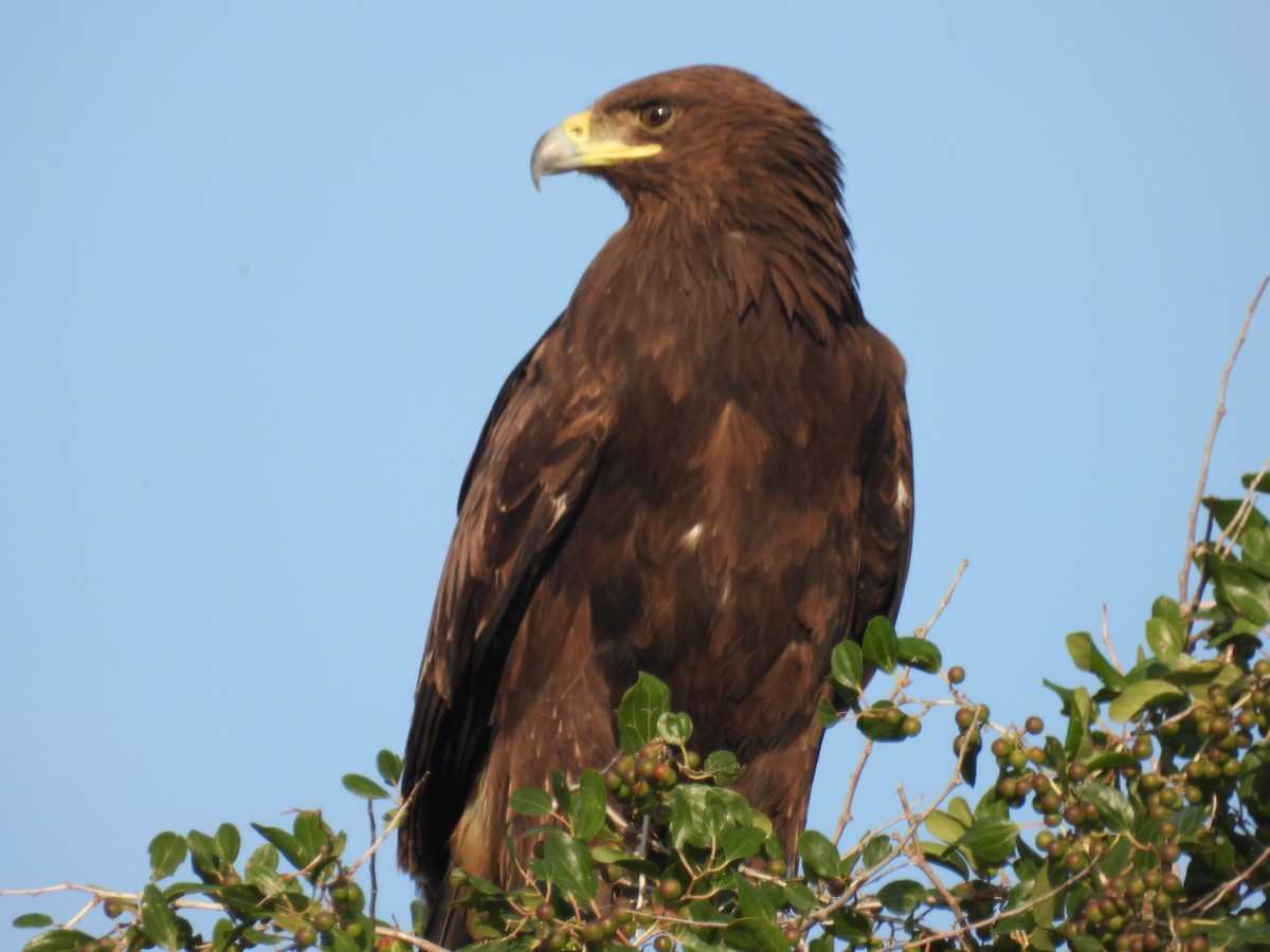 Greater Spotted Eagle - ML613125047