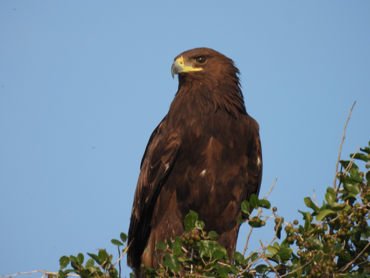 Greater Spotted Eagle - ML613125048