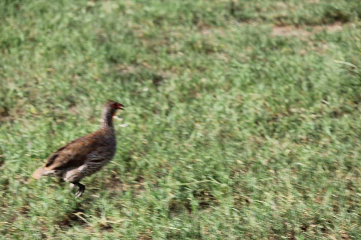 Gray-breasted Spurfowl - ML613125067