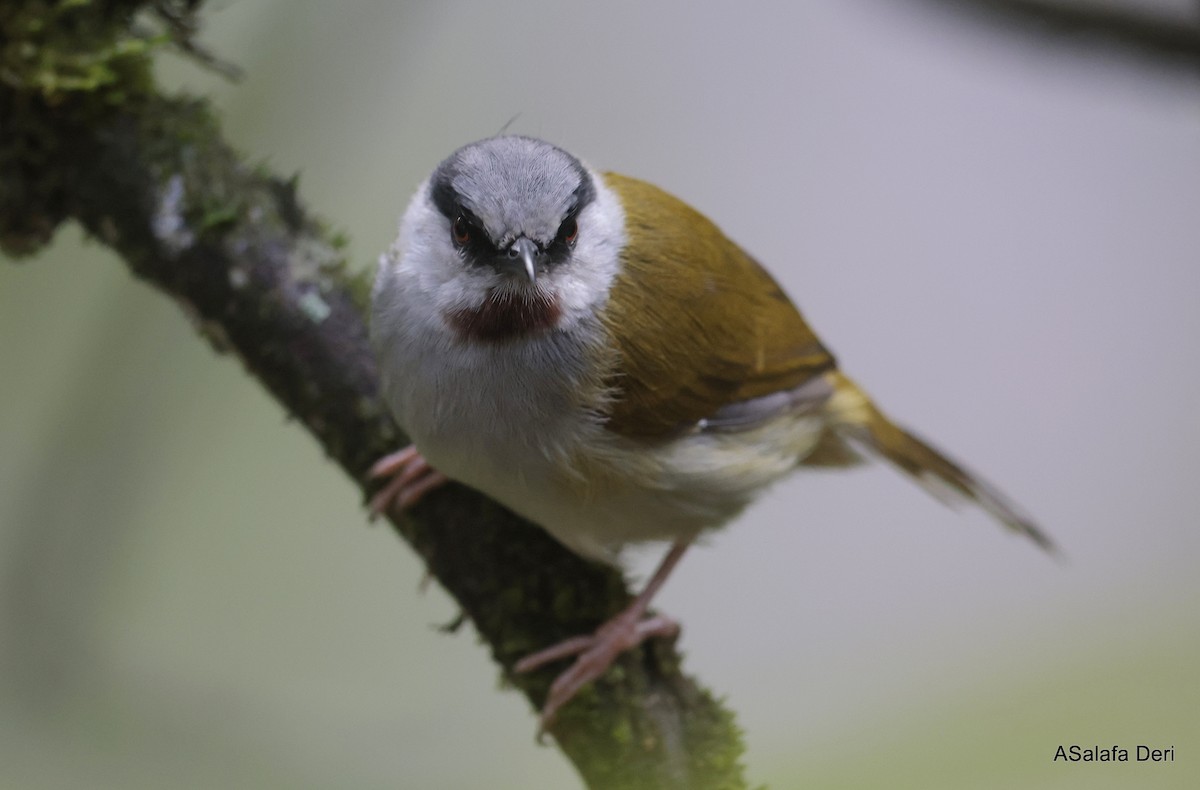 Gray-capped Warbler - ML613125133