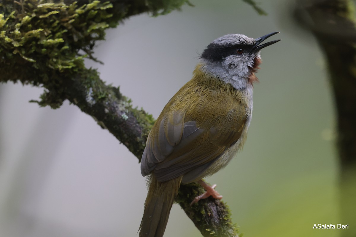 Gray-capped Warbler - ML613125138
