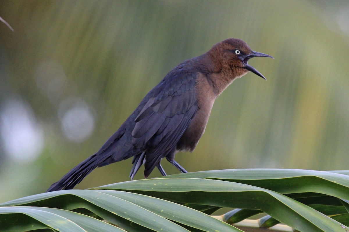 Great-tailed Grackle - ML613125505