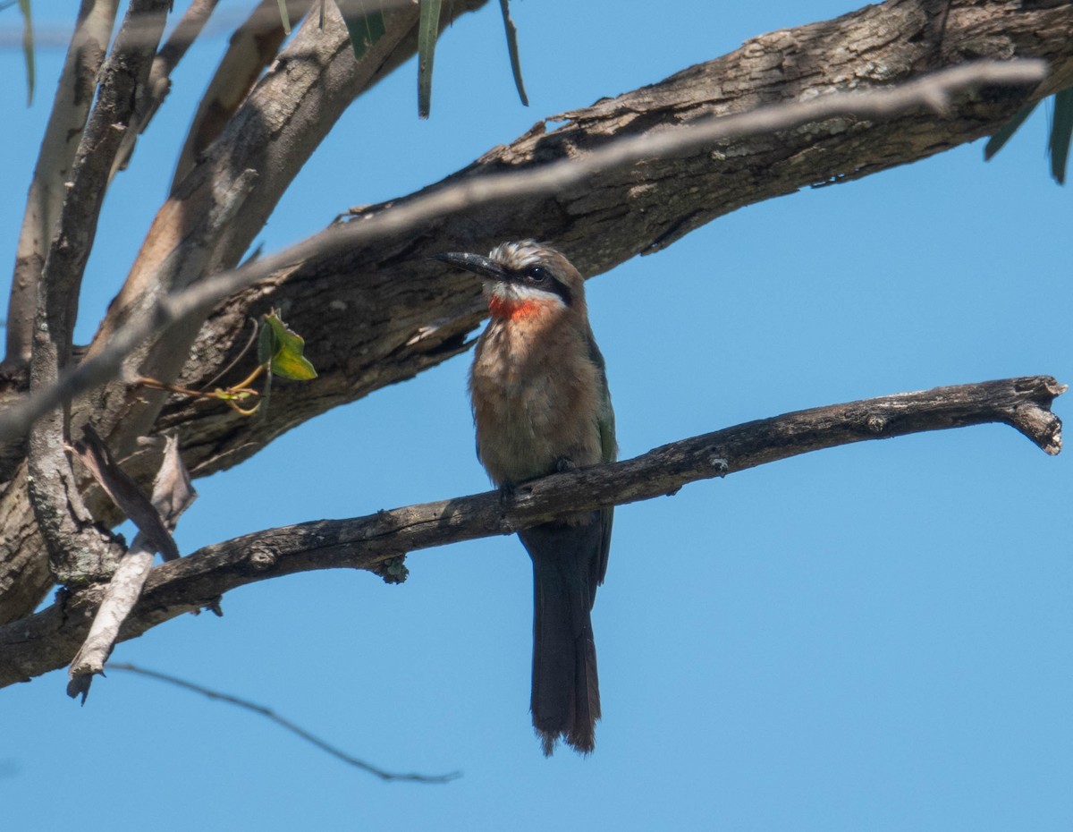 White-fronted Bee-eater - ML613125657