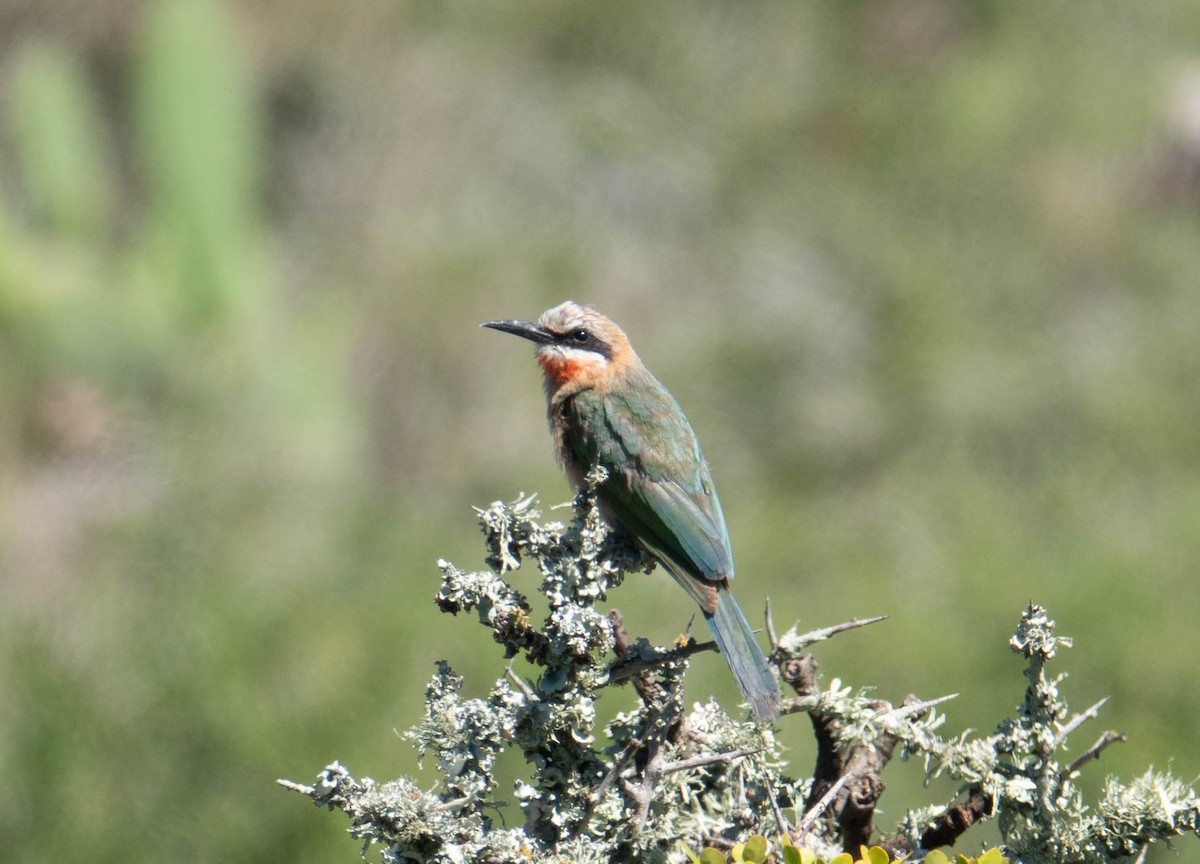 White-fronted Bee-eater - ML613125666