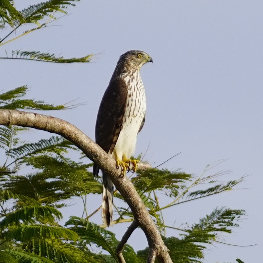 eBird Checklist 4 Jan 2024 Kendall Indian Hammocks Park 36 species