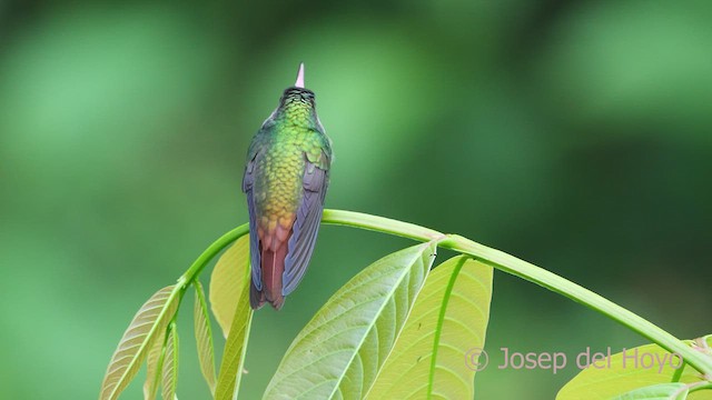 Rufous-tailed Hummingbird - ML613125969