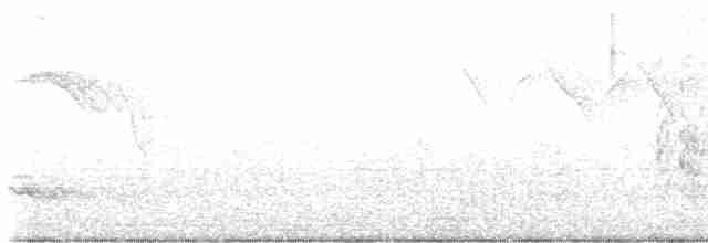 Ak Boğazlı Tiran - ML613126376