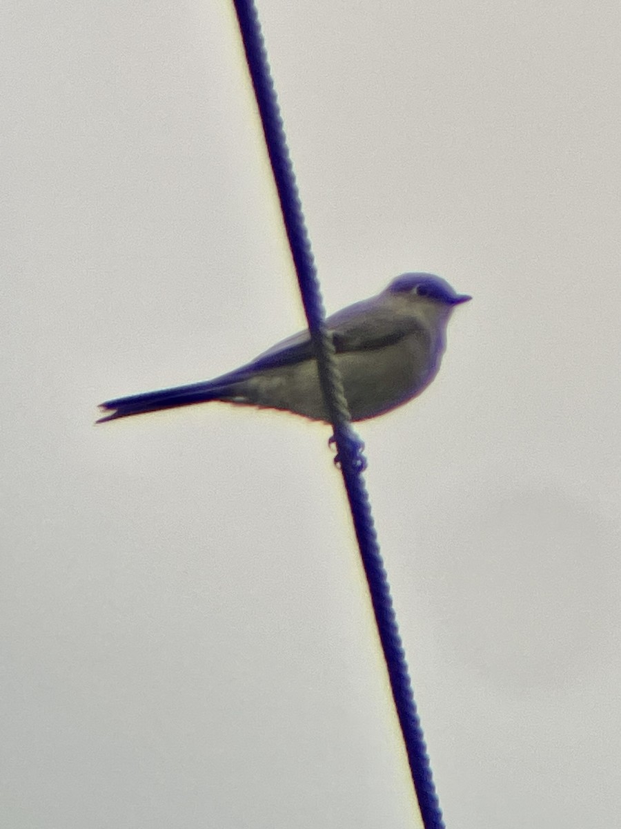 Townsend's Solitaire - ML613126548