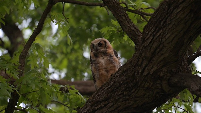 Great Horned Owl - ML613126593
