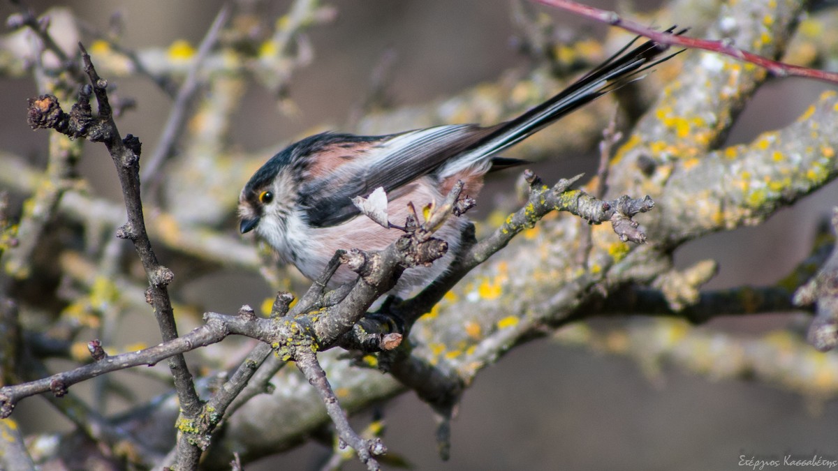 Long-tailed Tit - Stergios Kassavetis