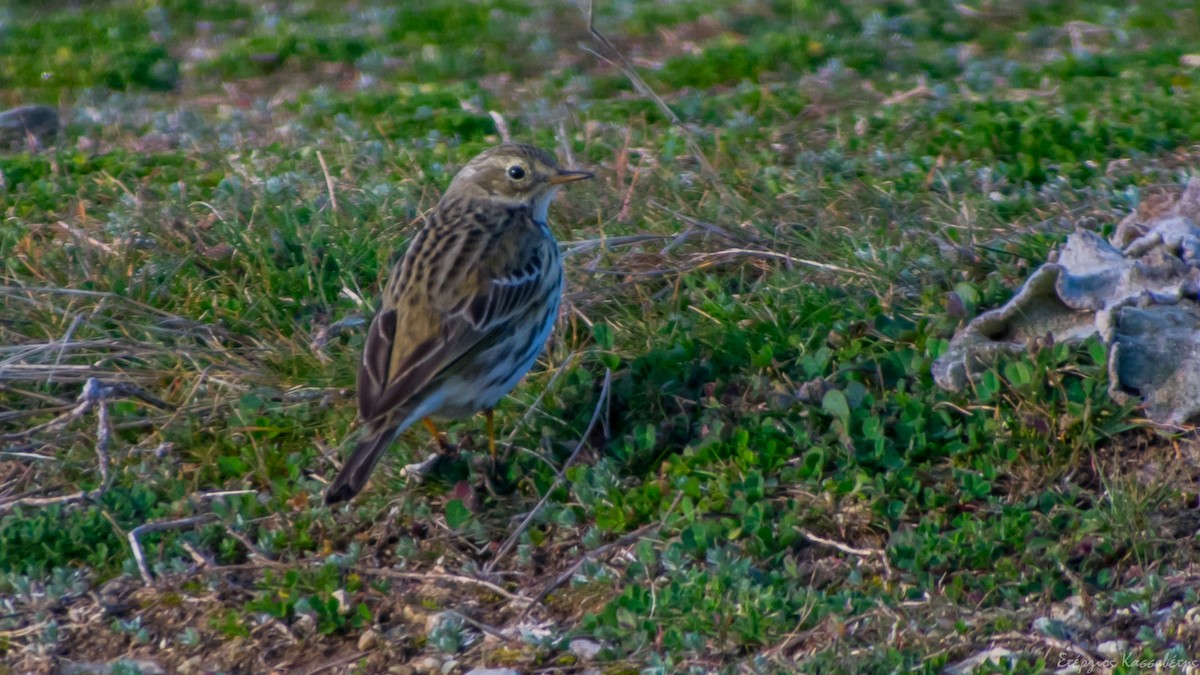 Meadow Pipit - Stergios Kassavetis