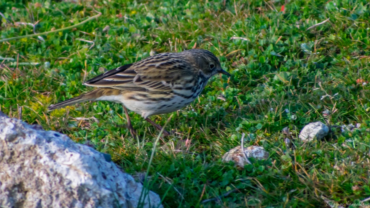 Meadow Pipit - ML613126639